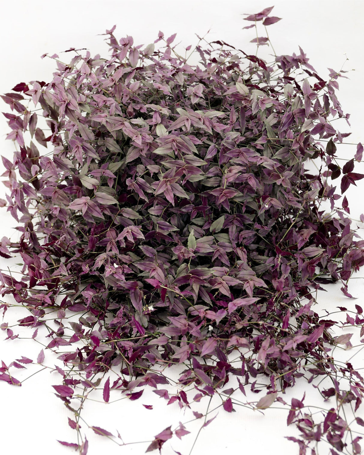 Tradescantia Bridal Veil