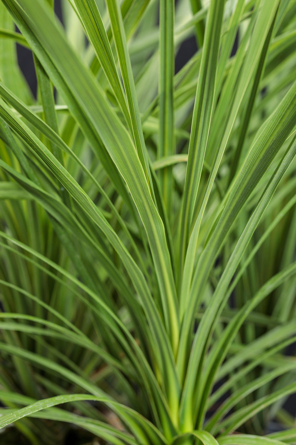 Dracaena Indivisa