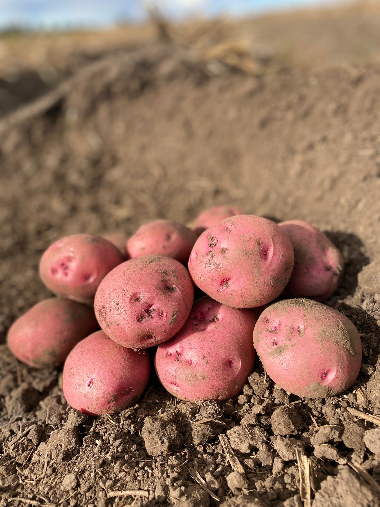 Seed Potatoes - Chieftain