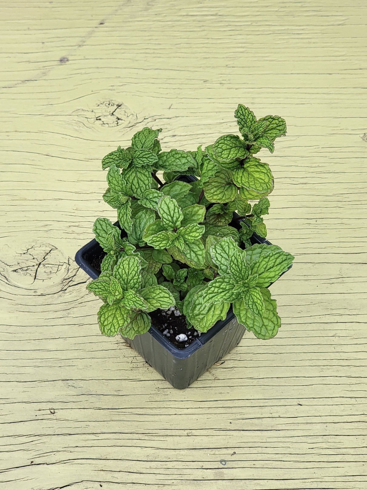Potted mojito mint plant with green leaves on a wooden surface