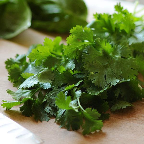 Herb Cilantro Sativum
