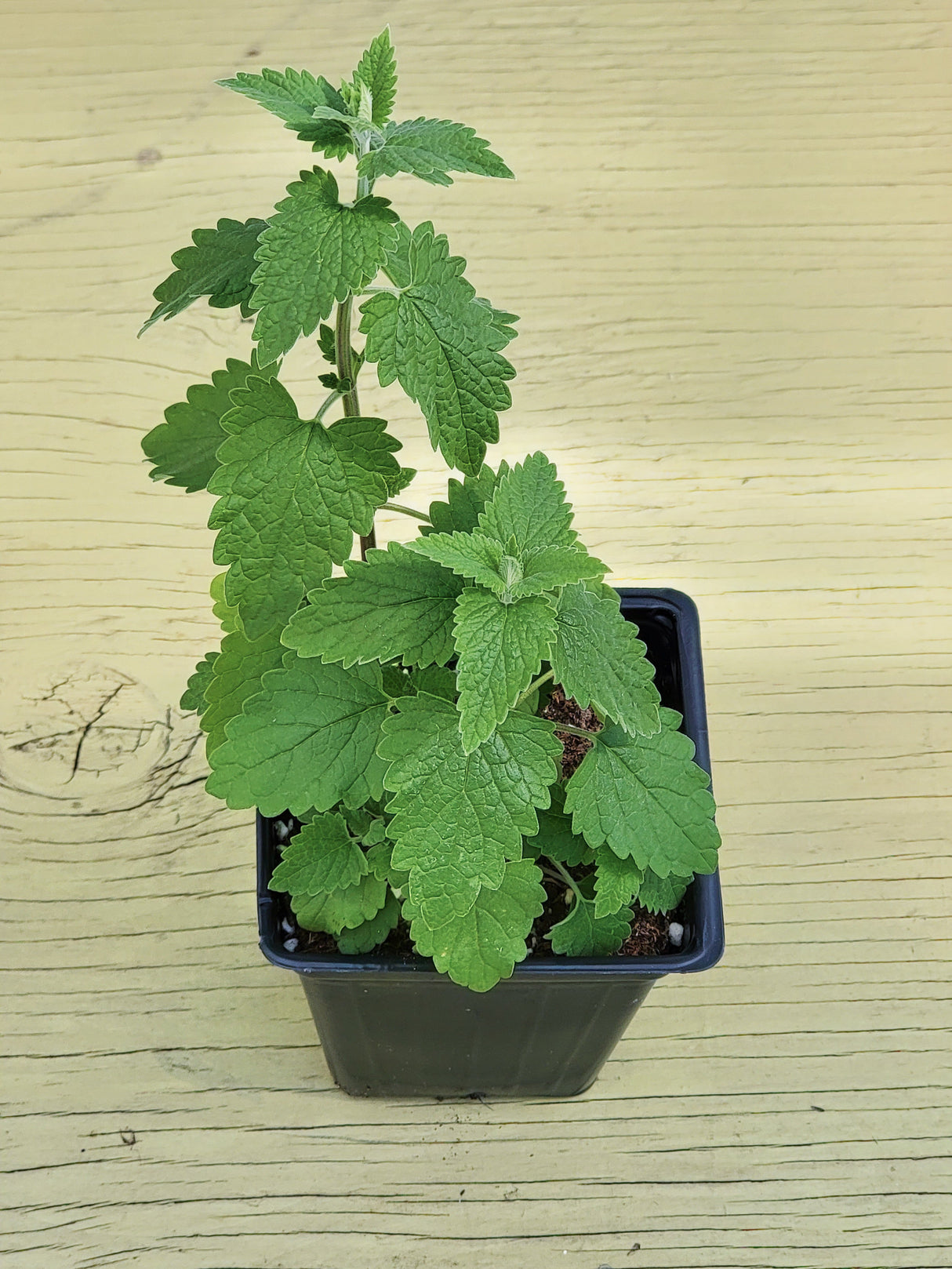 Herb Catnip