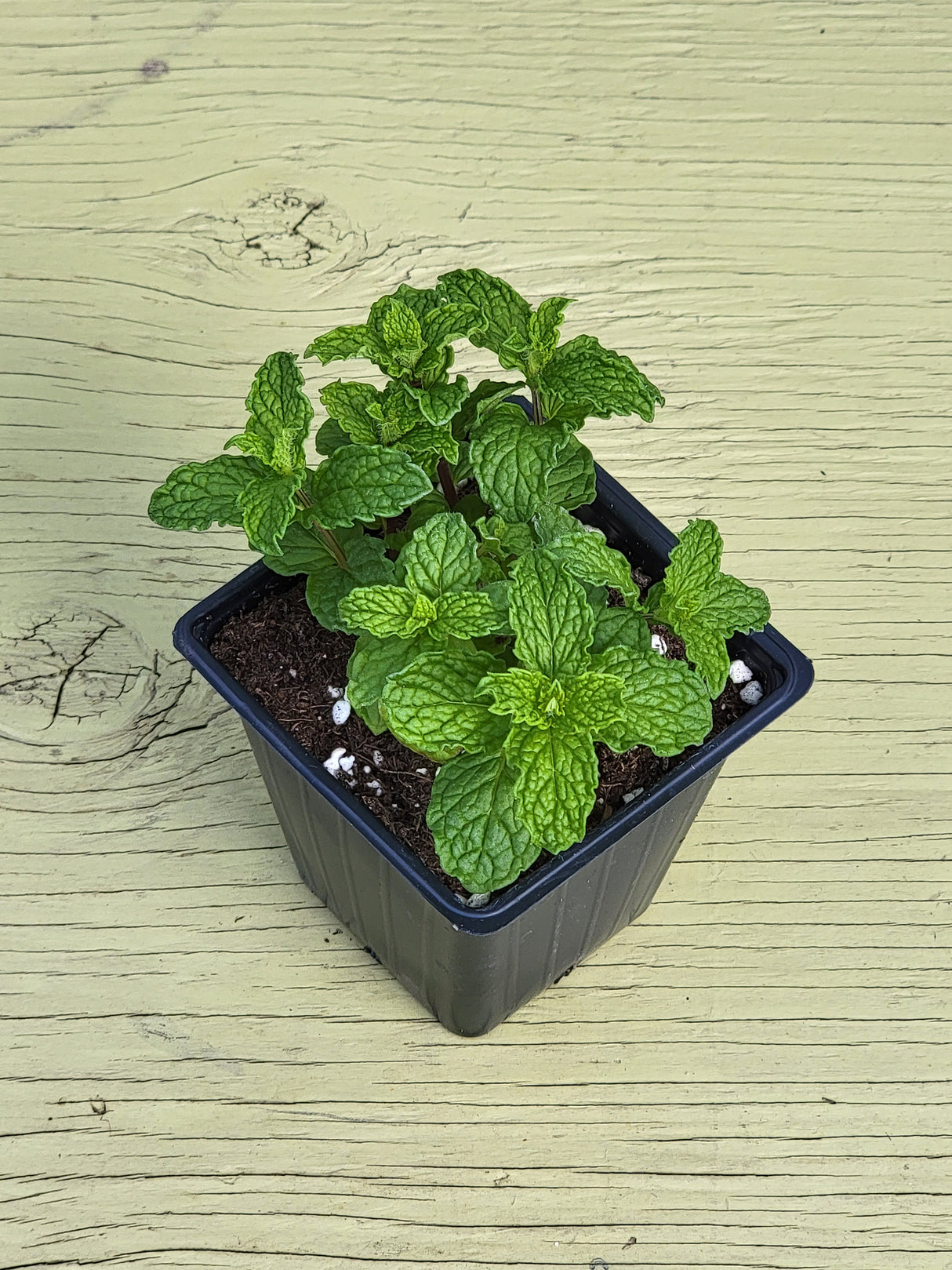 Herb Spearmint