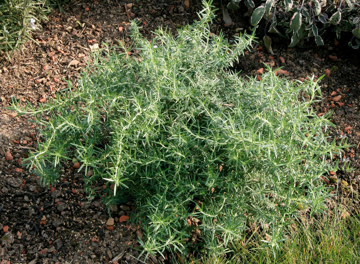 Herb Rosemary Prostratus