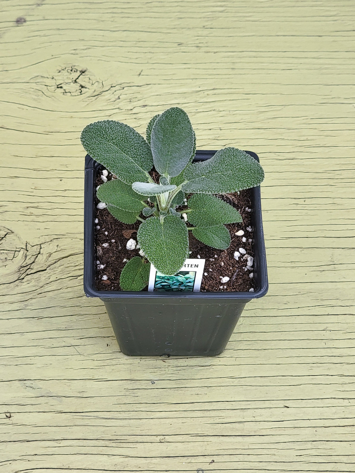 Herb Salvia-Sage Berggarten