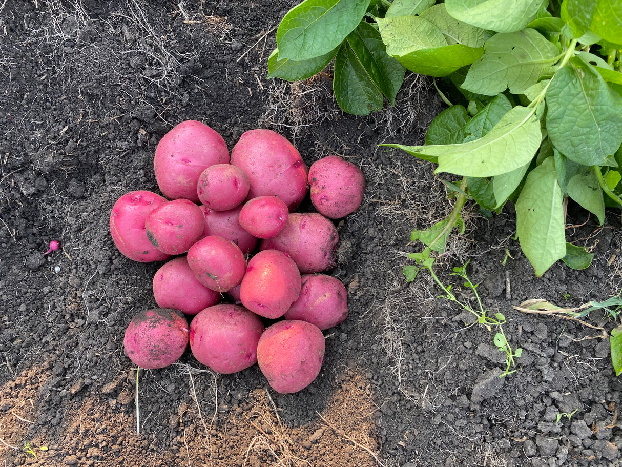 Seed Potatoes - Norland