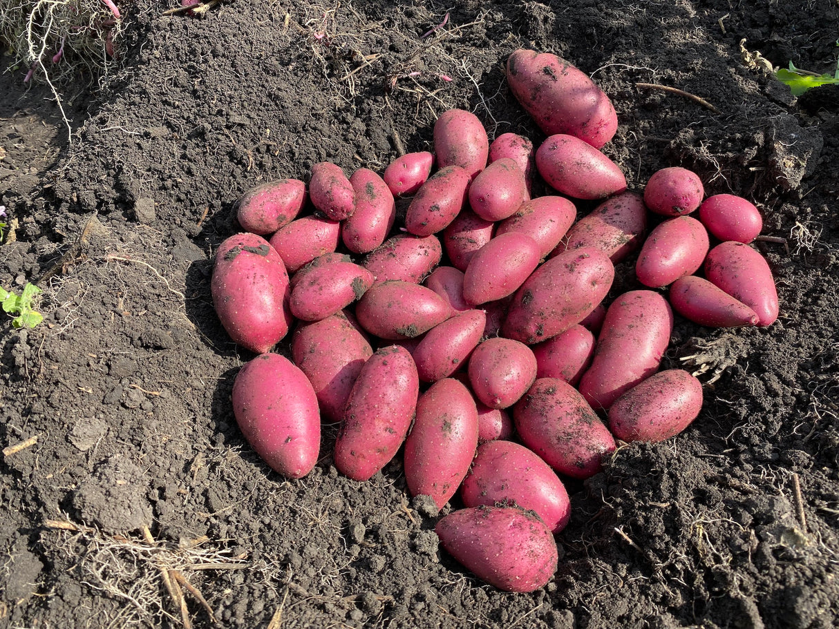 EARTH APPLES RED EMMALIE