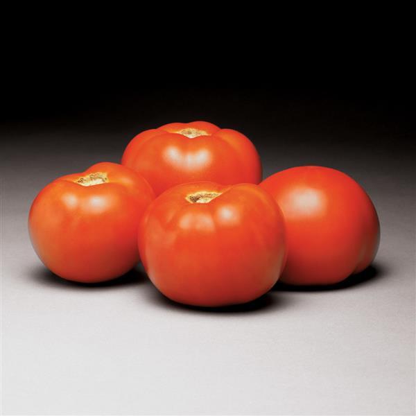 Better Bush Tomato