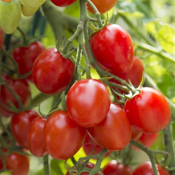 Super Fantastic Tomato