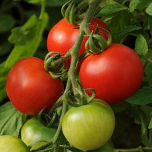 Fourth of July Tomato
