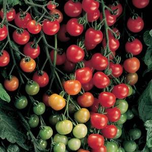 Supersweet 100 Tomato