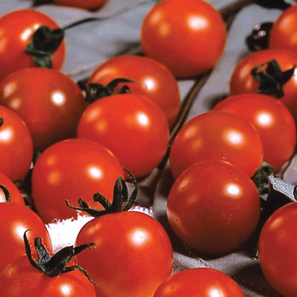 Sweet Million Tomato