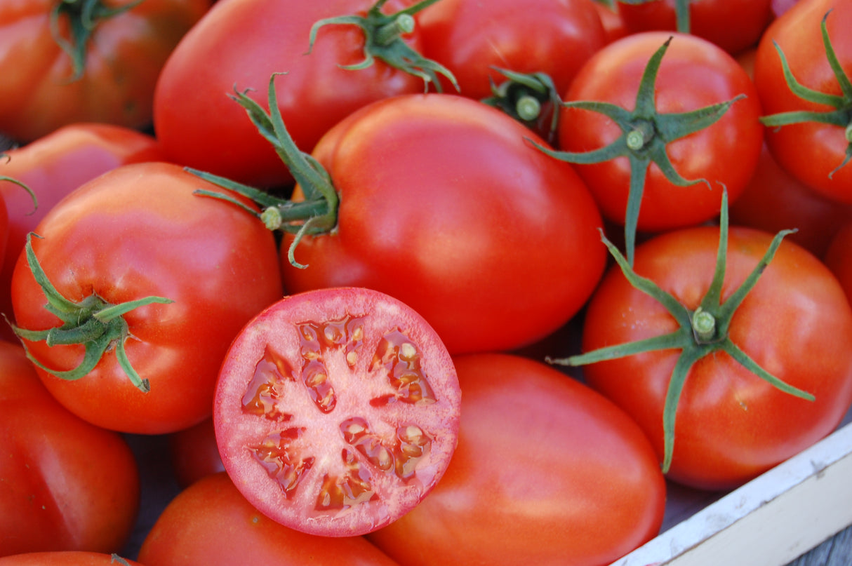 Amish Paste Tomato