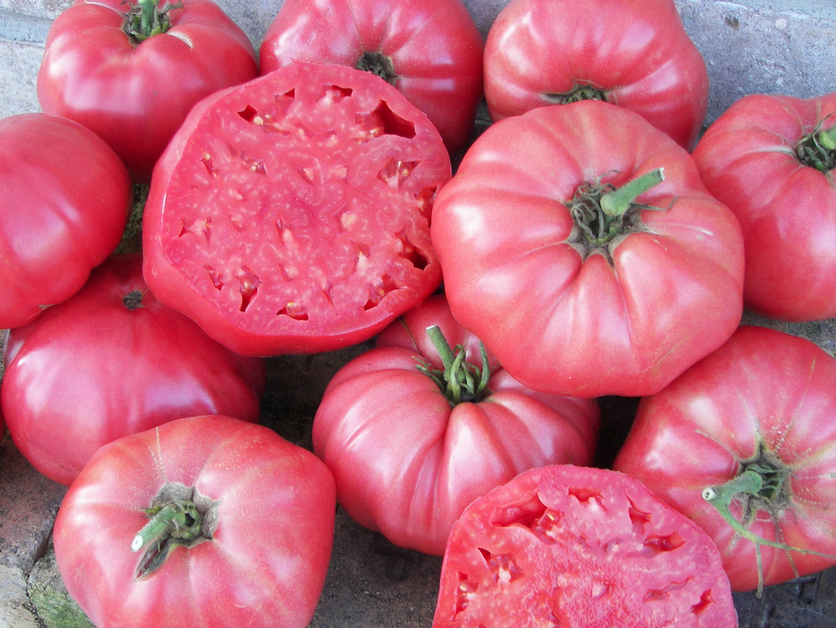 Brandywine Pink Potato Leaf Tomato