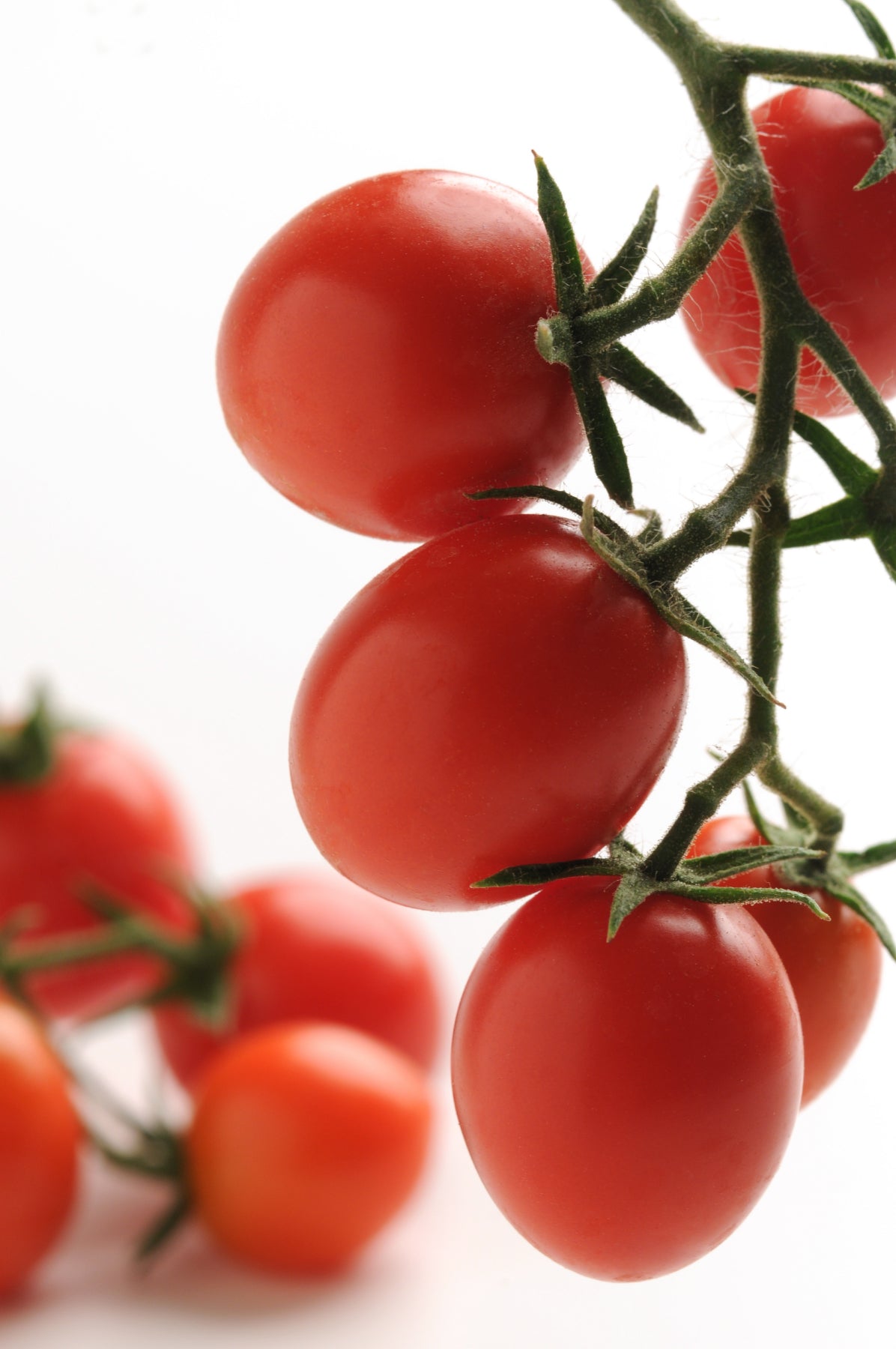 Topsy Tom Tomato