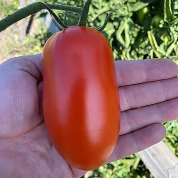 Zenzei Tomato