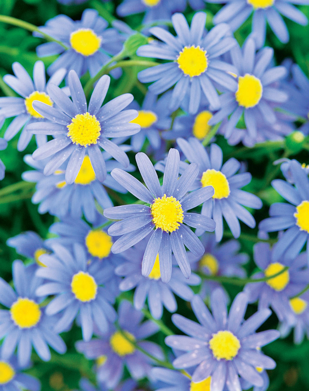Felicia Daisy Felicity Blue