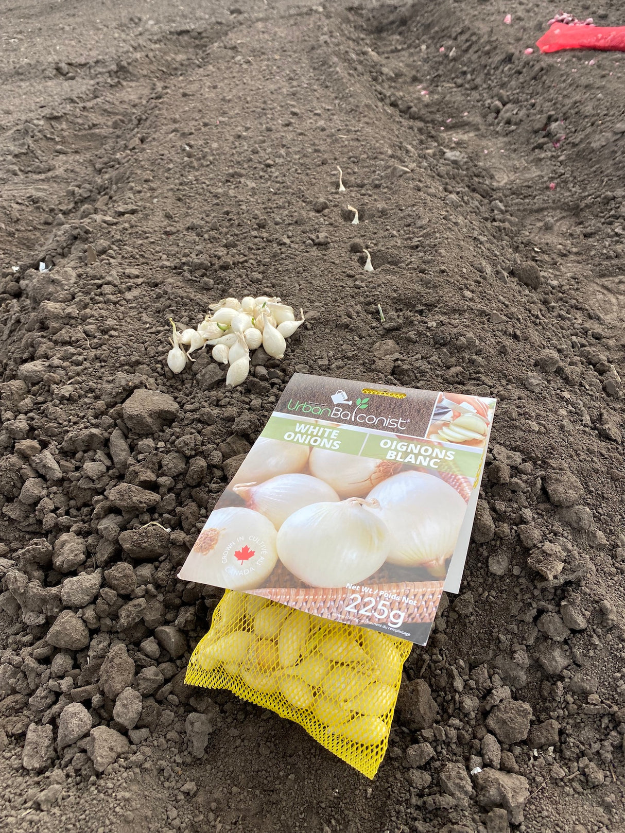 Seed Onions - White