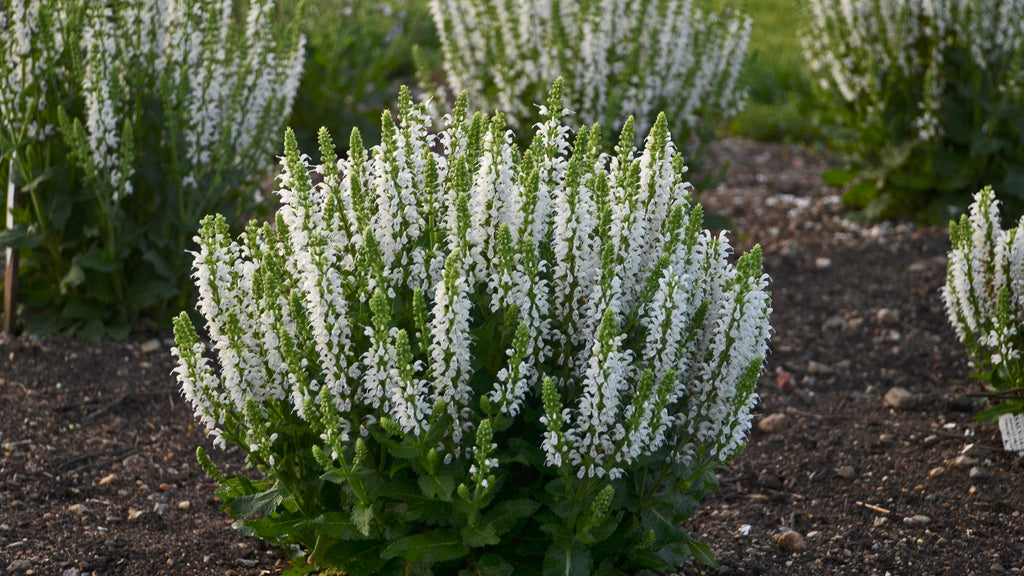 Perennials
