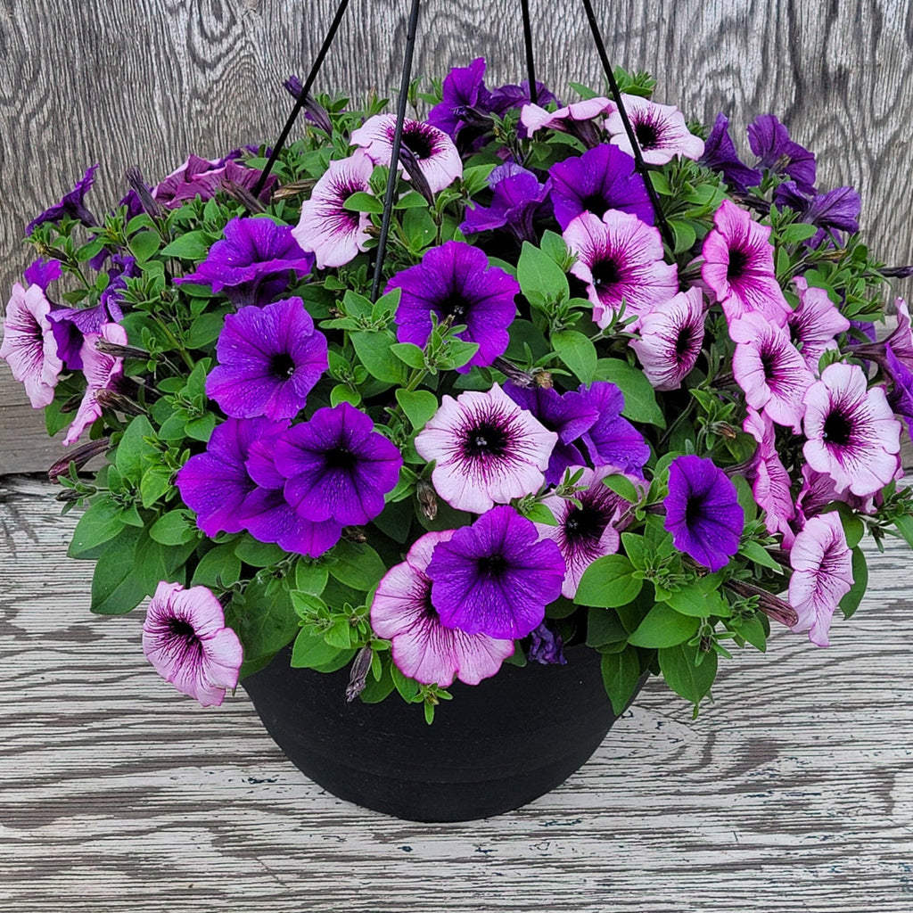 a basket with vibrant pink and purple petunias.
