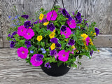 Hanging Baskets