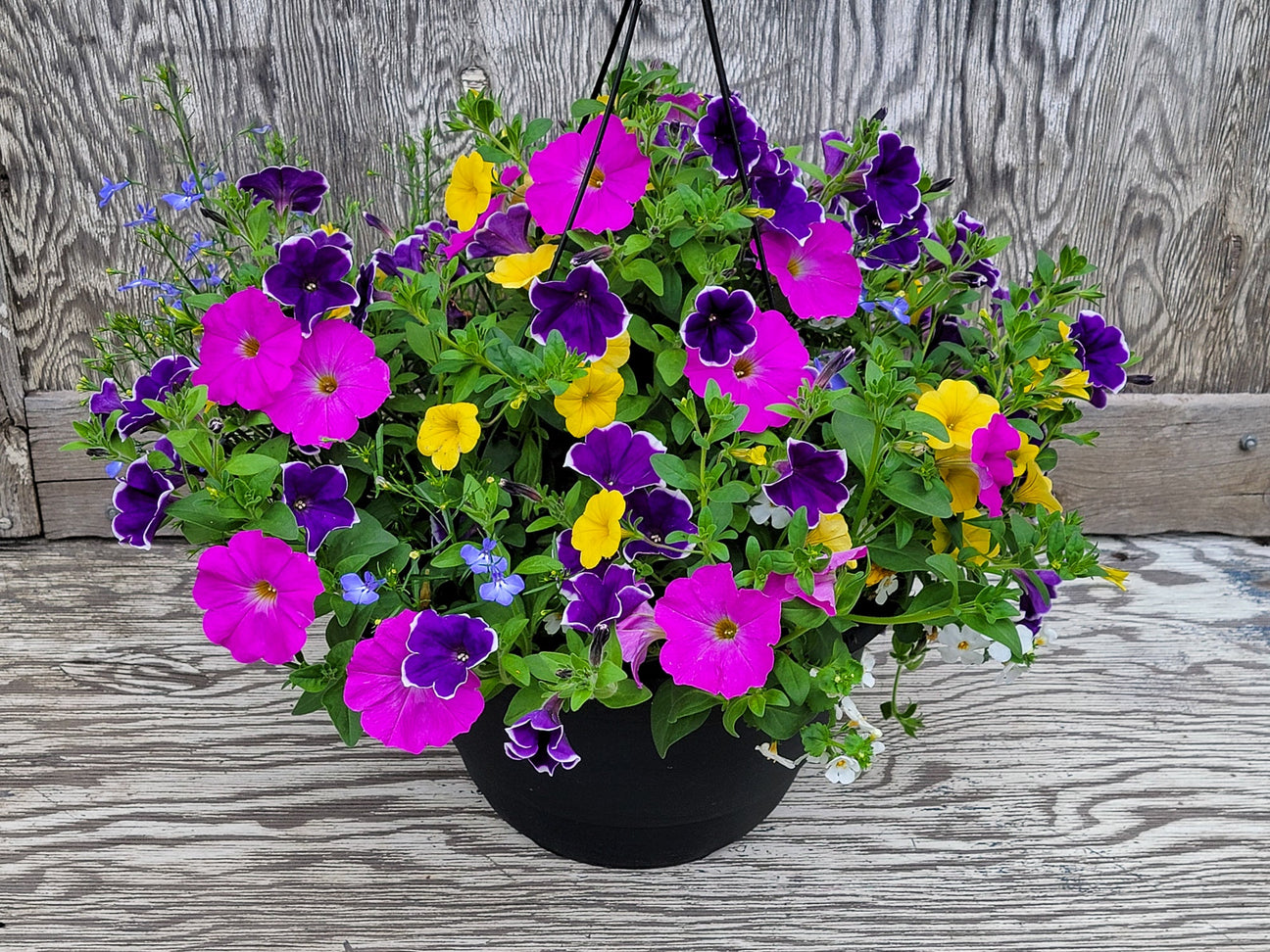 12" Hanging Baskets