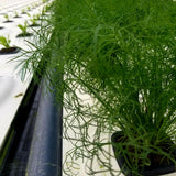 Herbs