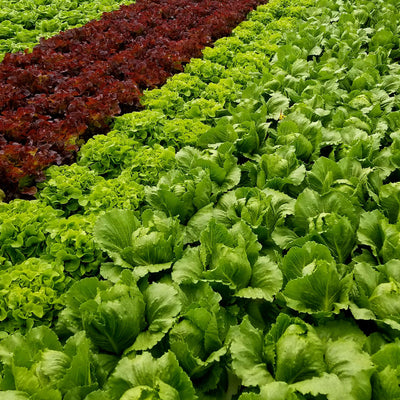 Naked Greens - Alberta Grown Vegetables