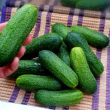Vine Vegetables