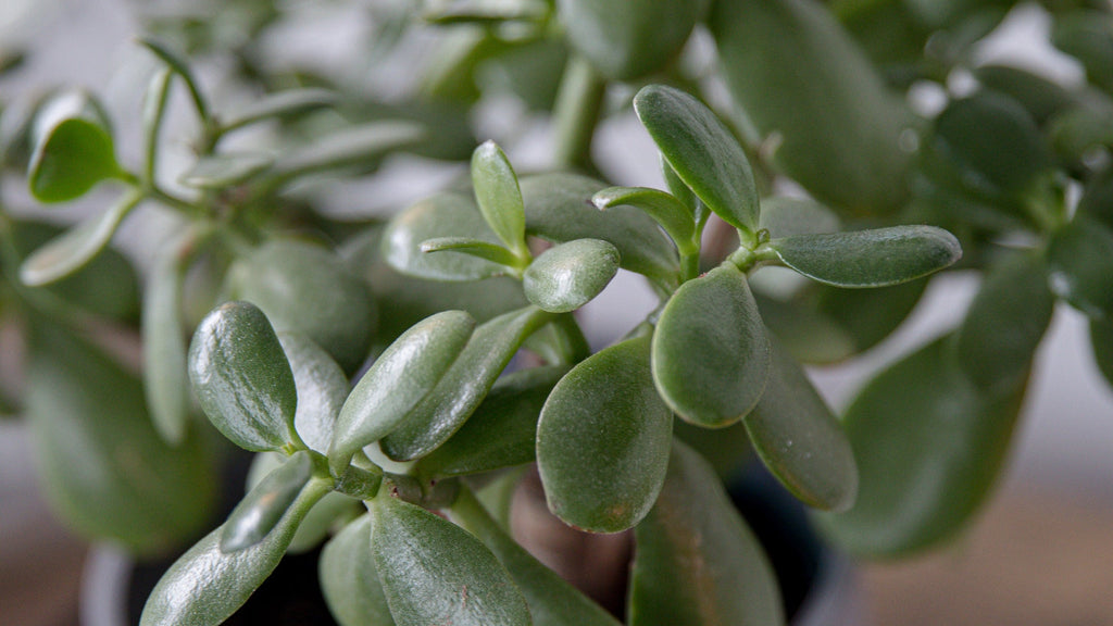 Succulents