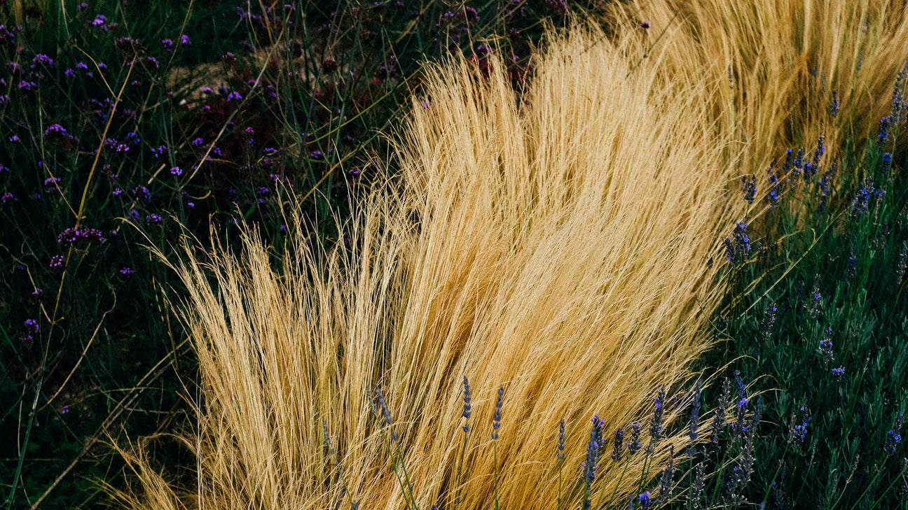 Annual Grasses