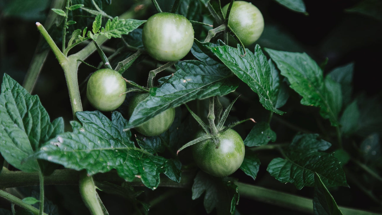 Annuals Vegetables & Fruit