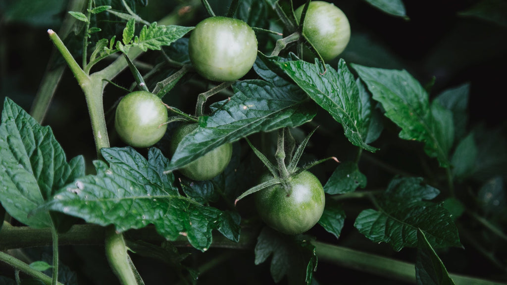 Annuals Tomatoes