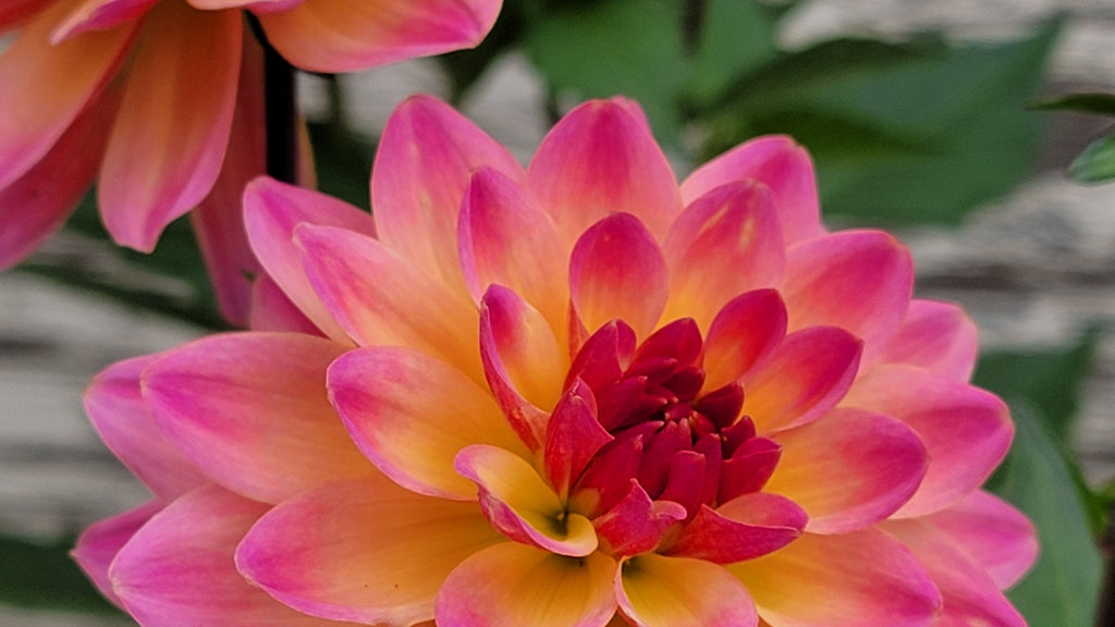 All Annuals