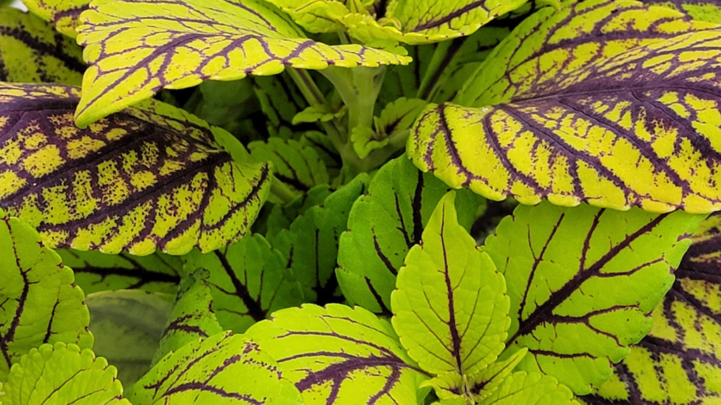 Annuals Foliage