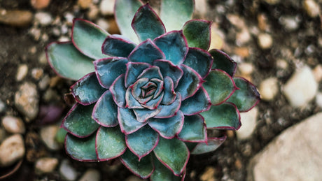 Succulents & Tropicals