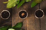 Seeds