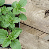 Annuals by Pot Size