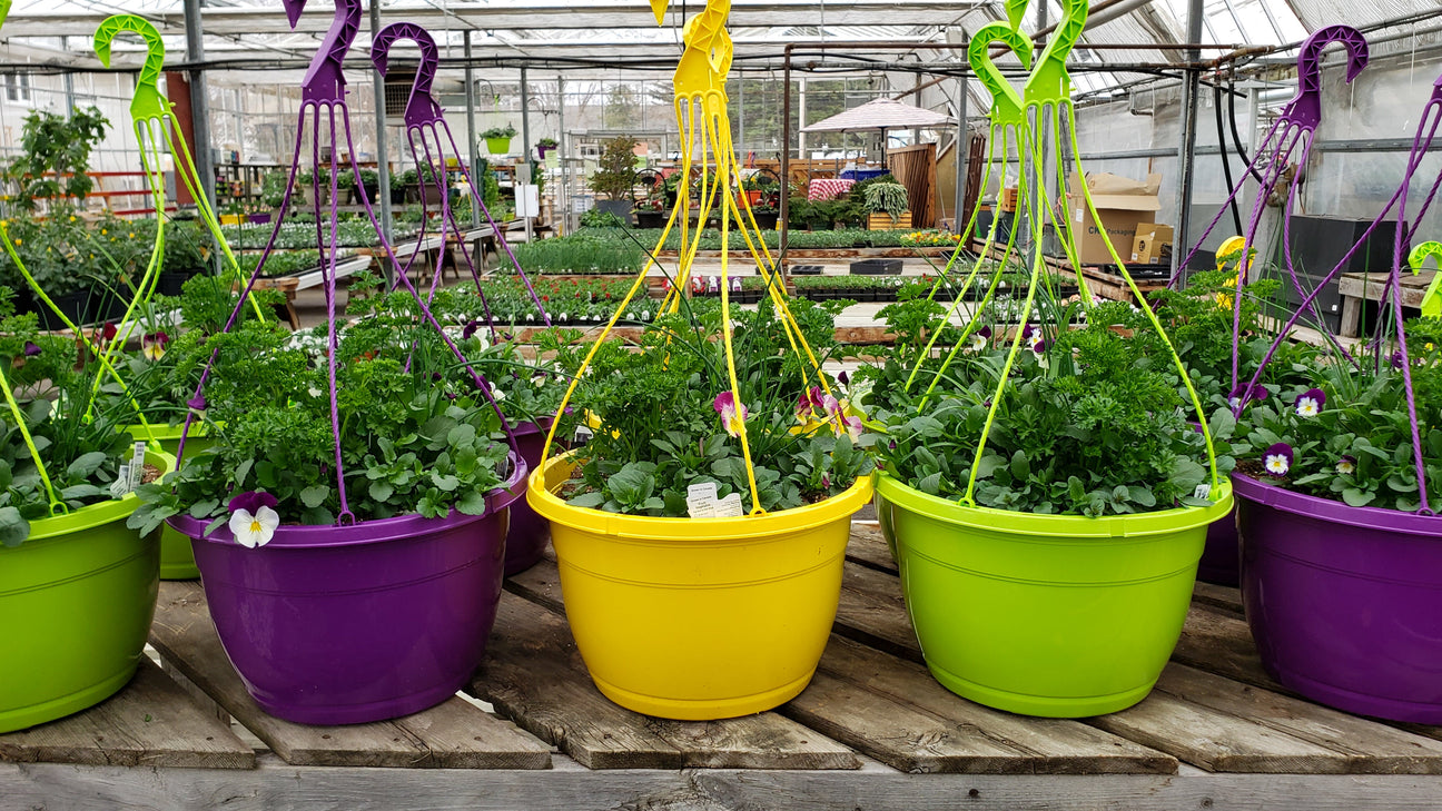 Planted Pots & Containers