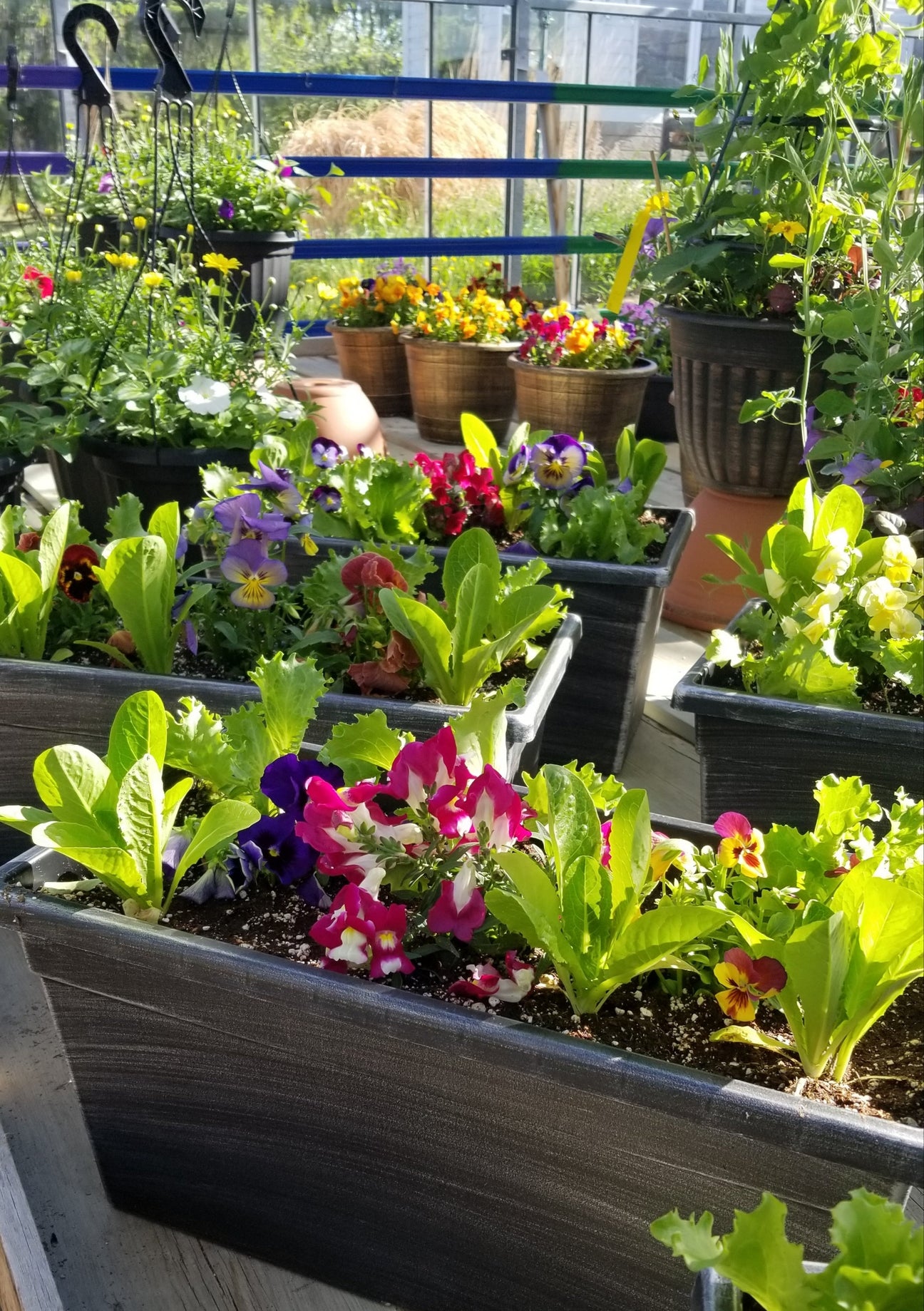 Hanging Baskets & Planters