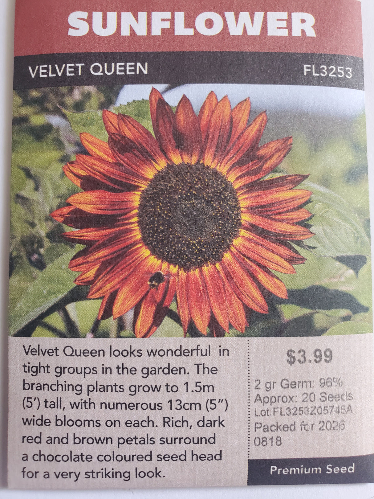 SEEDS - SUNFLOWER VELVET QUEEN