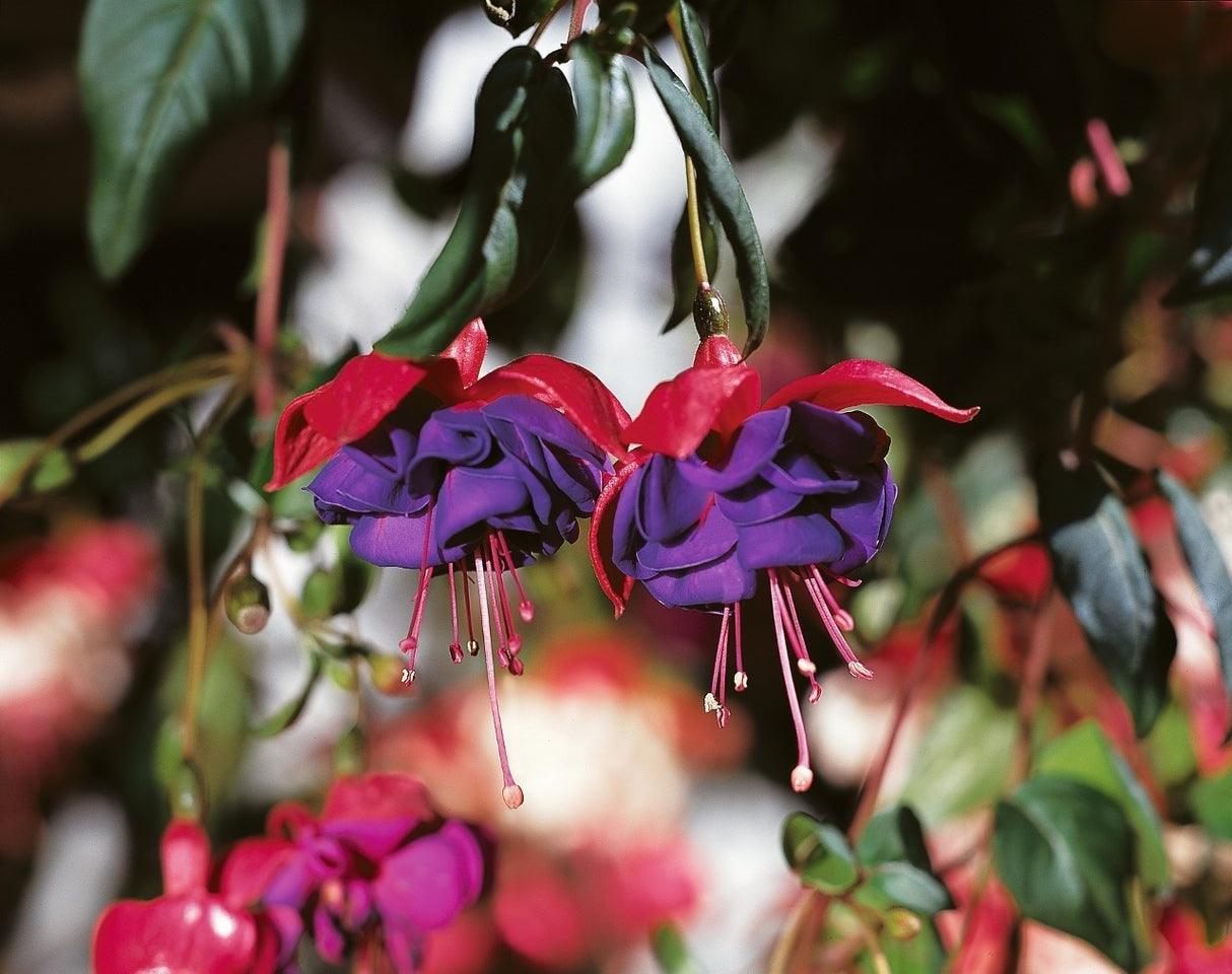 Fuchsia Trailing Dark Eyes