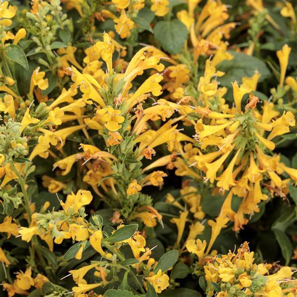 Agastache Maestro