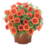 Calibrachoa Aloha Kona