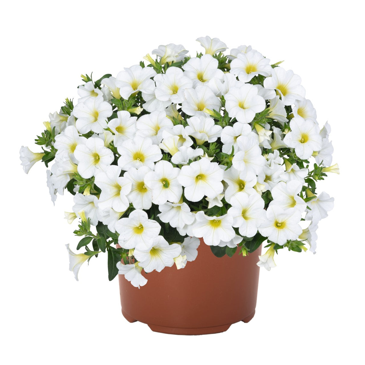 Calibrachoa Aloha Kona