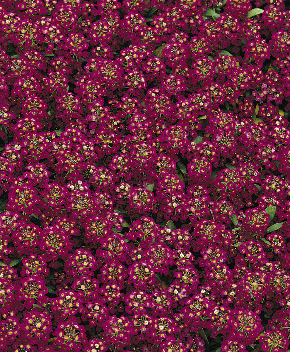 Alyssum Easter Bonnet