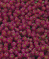 Alyssum Easter Bonnet