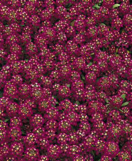 Alyssum Easter Bonnet