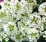 Alyssum Easter Bonnet