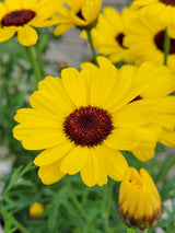Argyranthemum Beauty Yellow